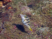 Previous